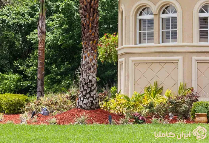 جابجایی درخت نخل